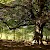 The woods in Hampstead Heath, Hampstead Heath, London (Photo by Cristian Bortes)