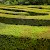 The hedge maze in the gardens of Hampton Court Palace, Hampton Court Palace, London (Photo by Kit Logan)