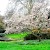 A magnolia in The Dell in Hyde Park, Hyde Park, London (Photo by Garry Knight)