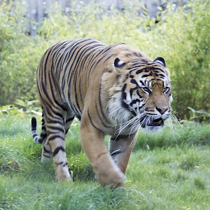 A Sumatran tiger (Panthera tigris sumatrae) at the London Zoo (Photo by Katie Chan)