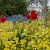 Flowers in Regent's Park, Regent's Park, London (Photo by Dun.can)