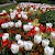 Roses in Regent's Park, Regent's Park, London (Photo by Lynda Bullock)