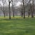 Daffodils in Green Park, Green Park, London (Photo by Tim Waters)