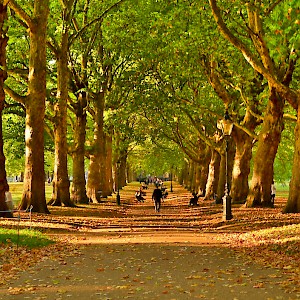 A path in Green Park in autumn (Photo by Garry Knight)