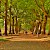 A path in Green Park in autumn, Green Park, London (Photo by Garry Knight)