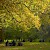 Autumn leaves in Green Park, Green Park, London (Photo by Rob)