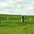 West Kennet Avenue, West Kennet Avenue, Salisbury and Stonehenge (Photo by grassrootsgroundswell)